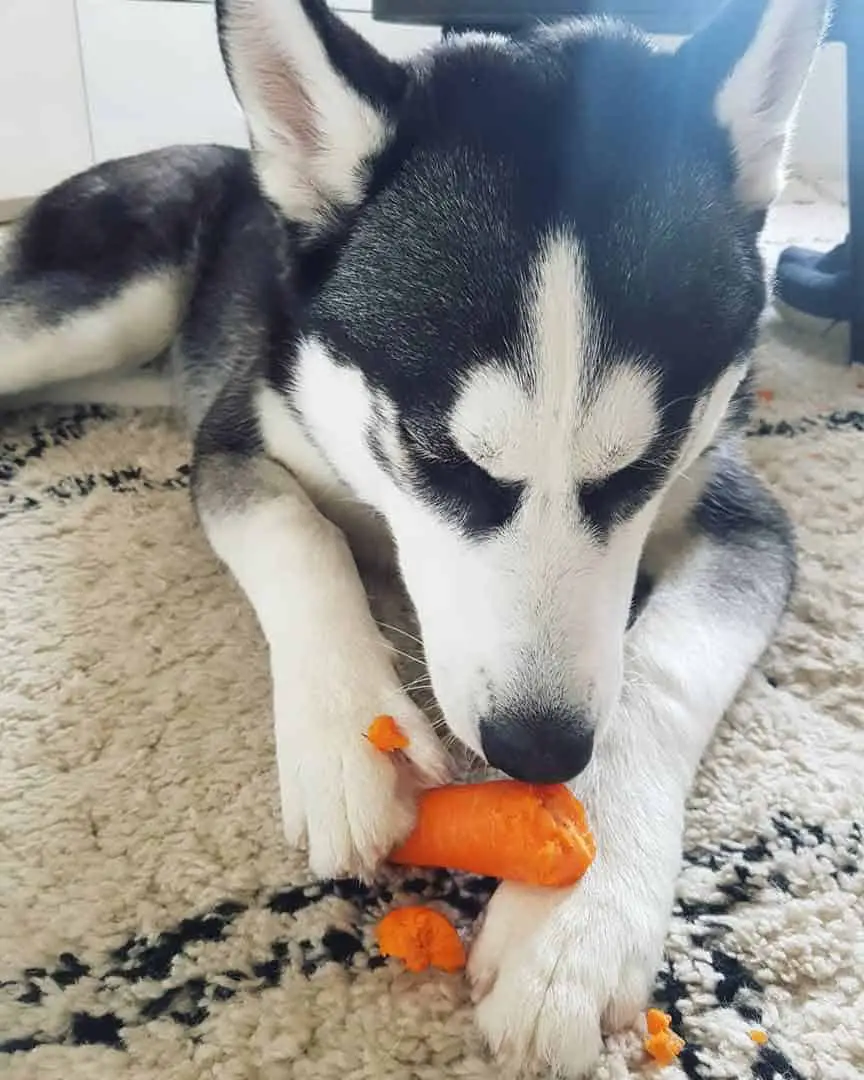 Black and white husky eating raw carrot