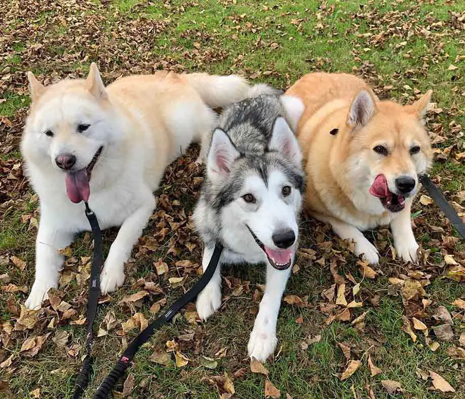 husky-and-chowski Black and white husky surronded by two chowski (chow husky mix)