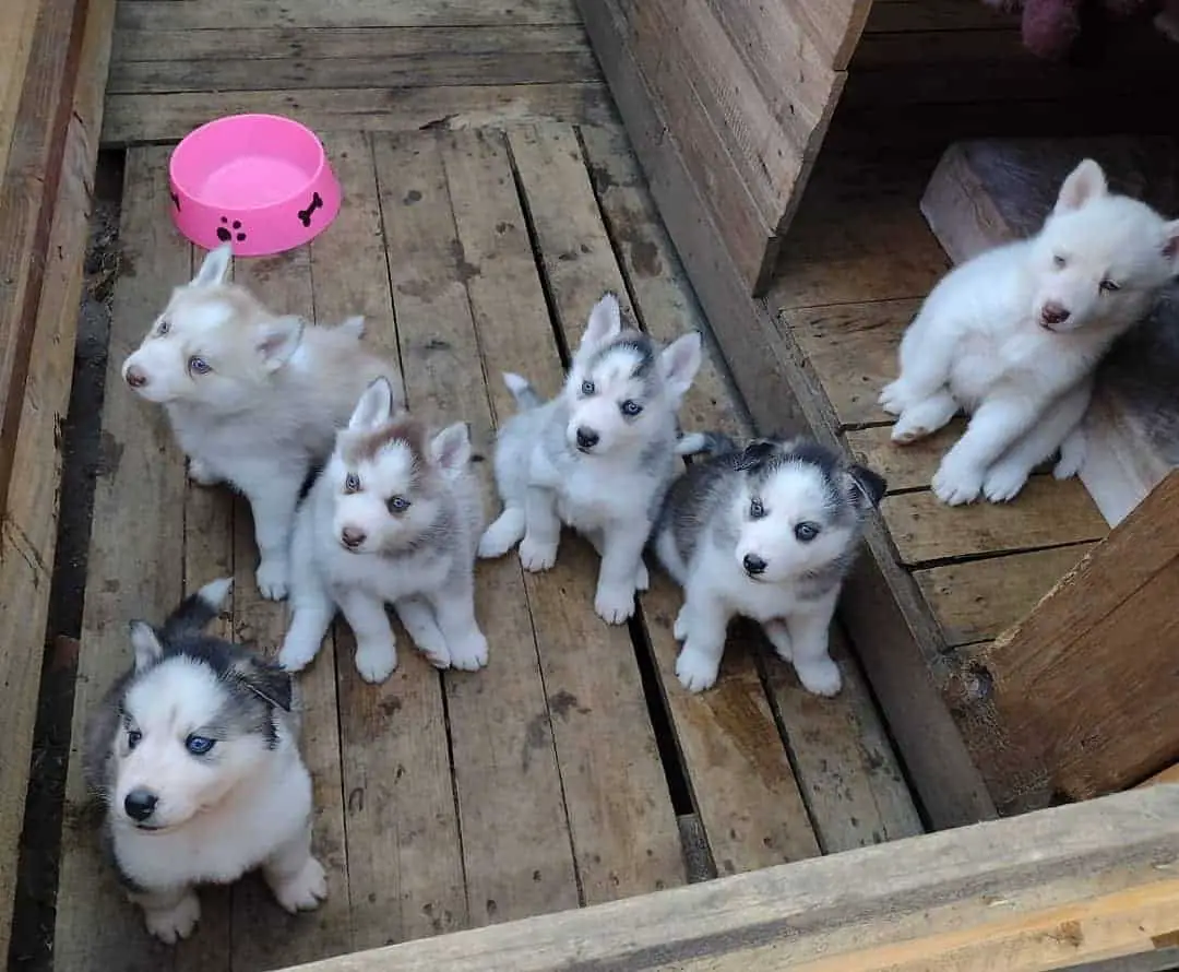 mini siberian husky