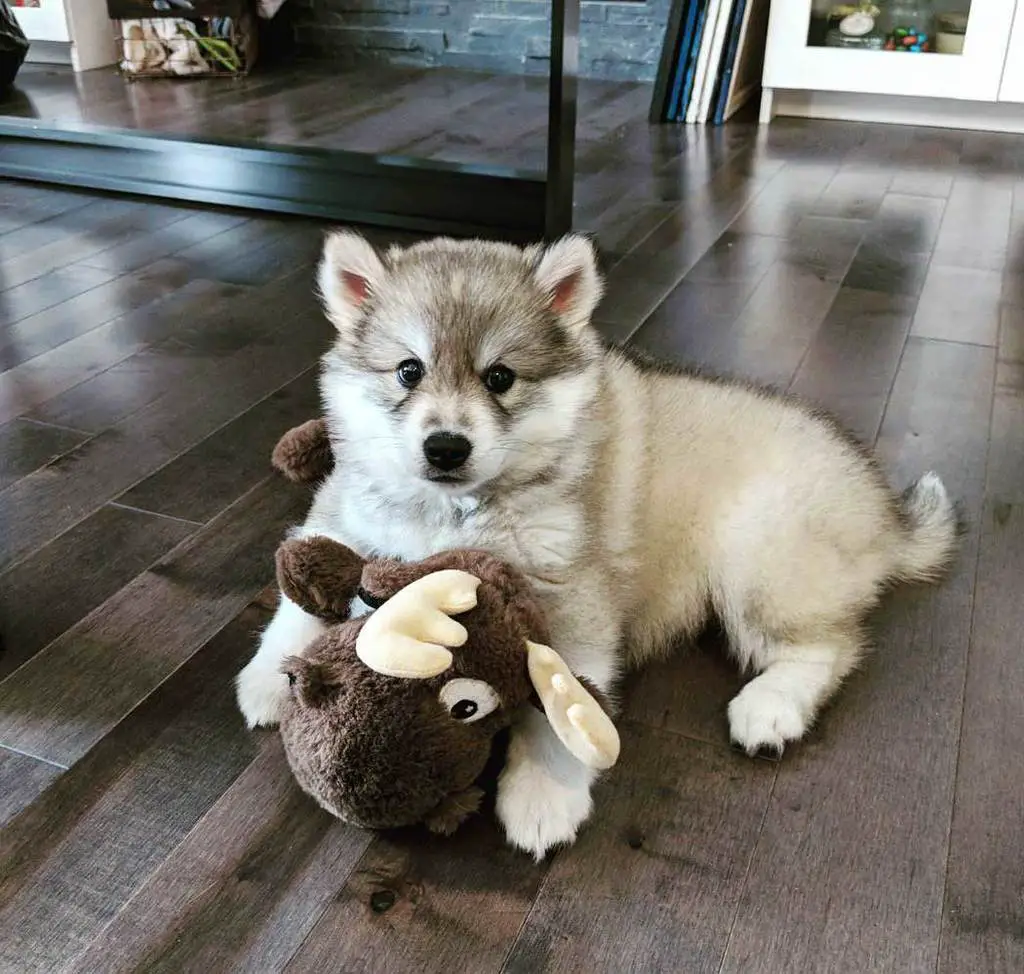 Miniature Siberian Husky (Prices, Breeders & More)