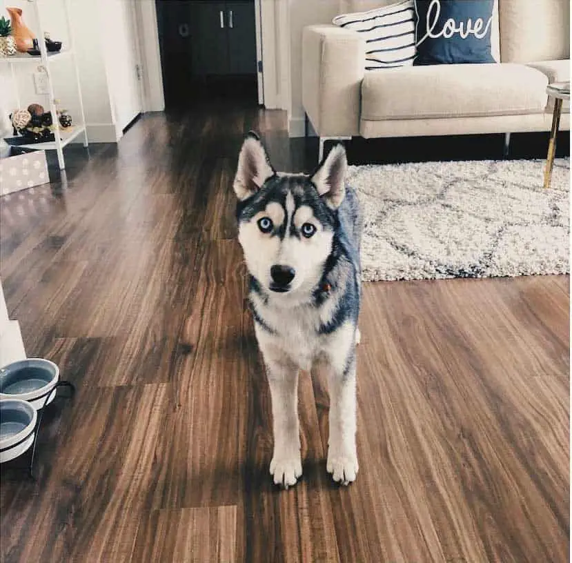 Miniature Siberian Husky (Prices, Breeders & More)