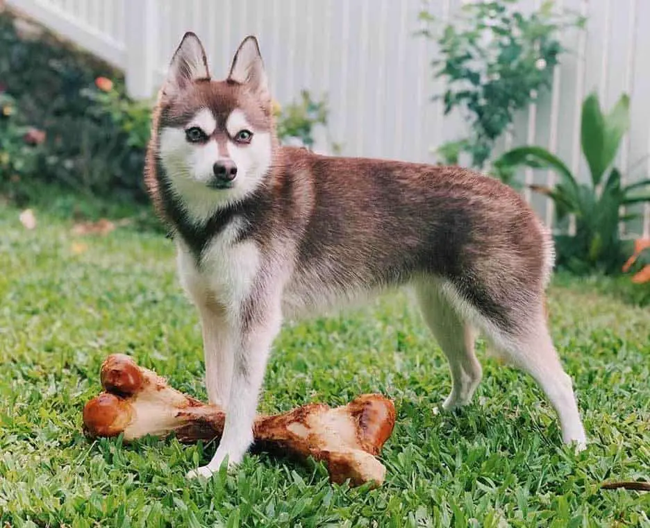 Red Miniature Alaskan Klee Kai  standing on top of the big bone