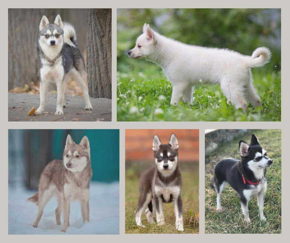 Five different Alaskan Klee Kai coat colors  in collage