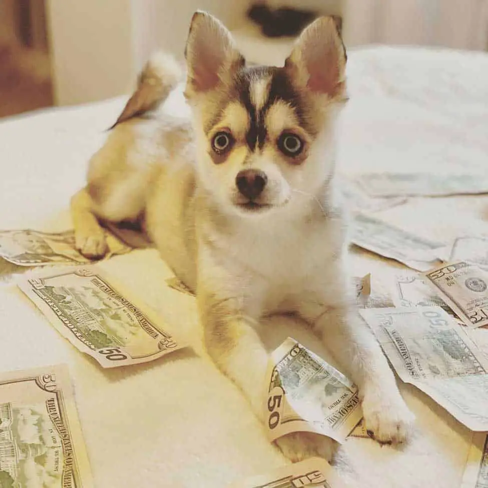 Toy size Alaskan Klee Kai puppy sitting on the table full of dollar notes