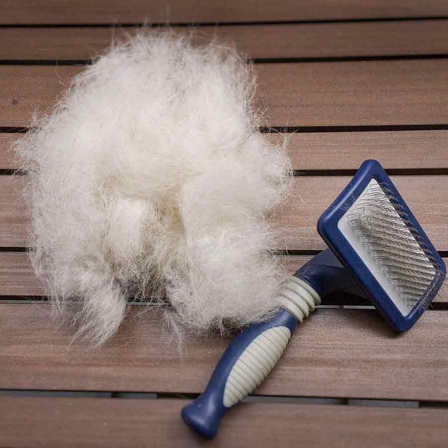 Alaskan-Klee-Kai-grooming blue colored bristle brush and klee kai's fur after brushing