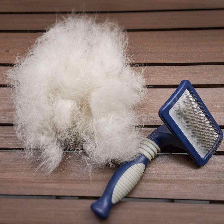 blue colored bristle brush and klee kai's fur after brushing