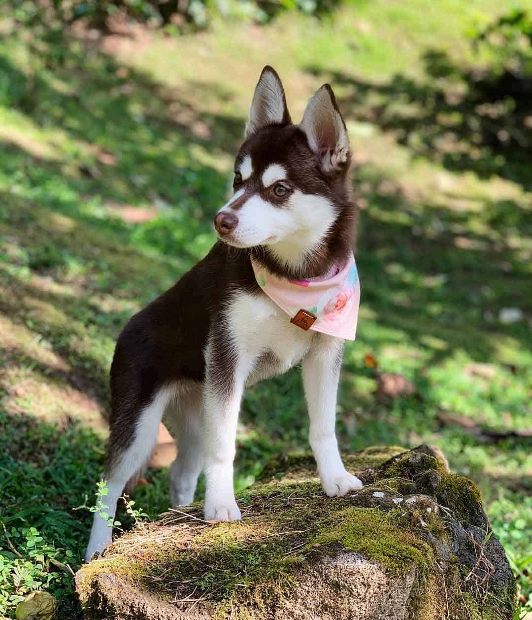 Red and white alaskan klee kai standing on the rock