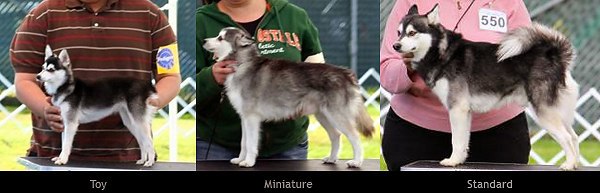 Three sizes of Alaskan Klee Kai in collage