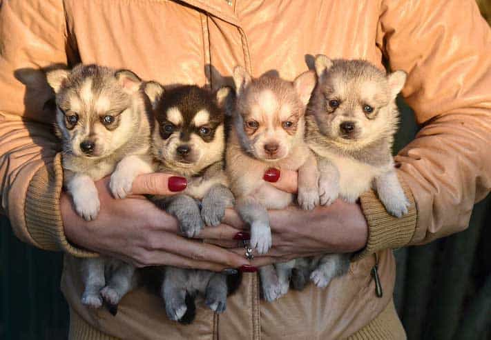 Four new born puppies of Alaskan Klee Kai holding by a breeder