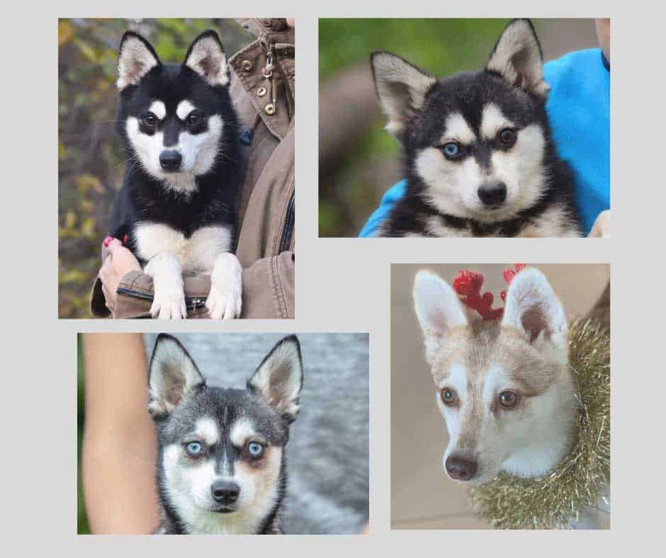 Four Alaskan Klee Kais with different eye colors collage