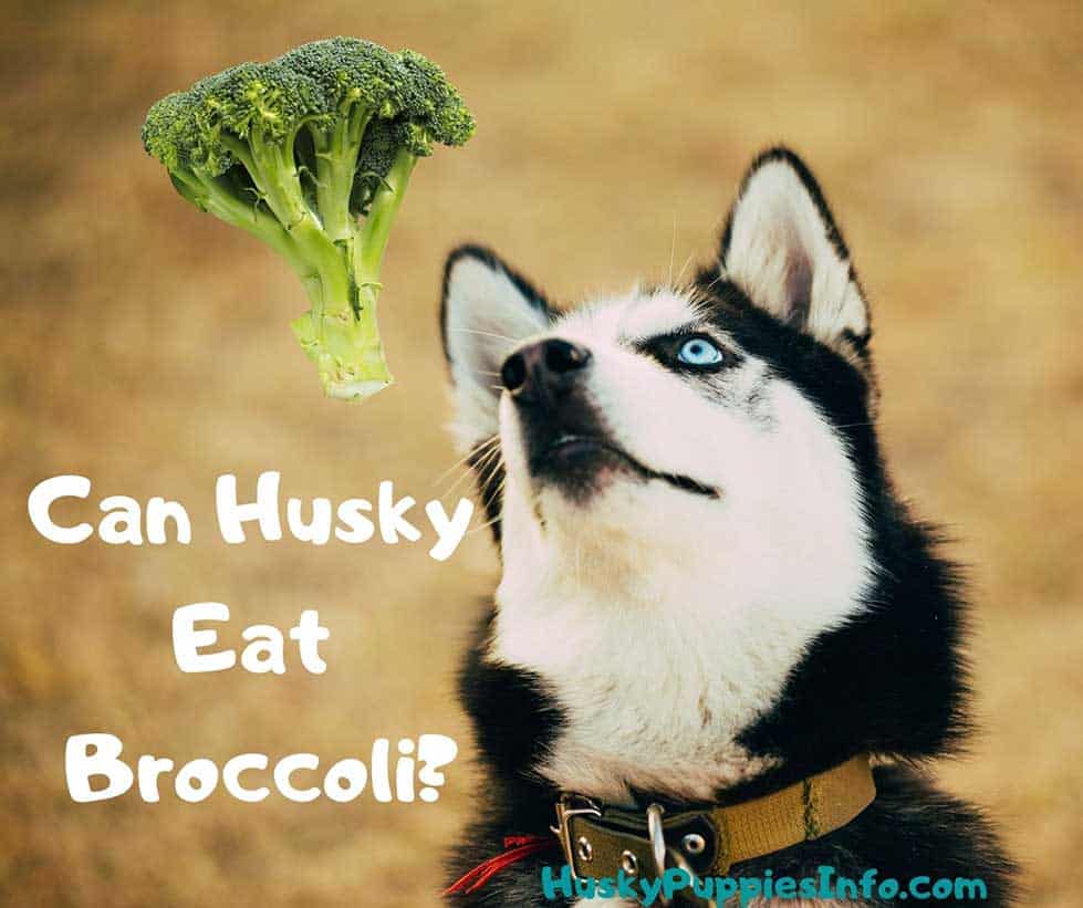 Siberian Husky with blue eyes looking at a broccoli