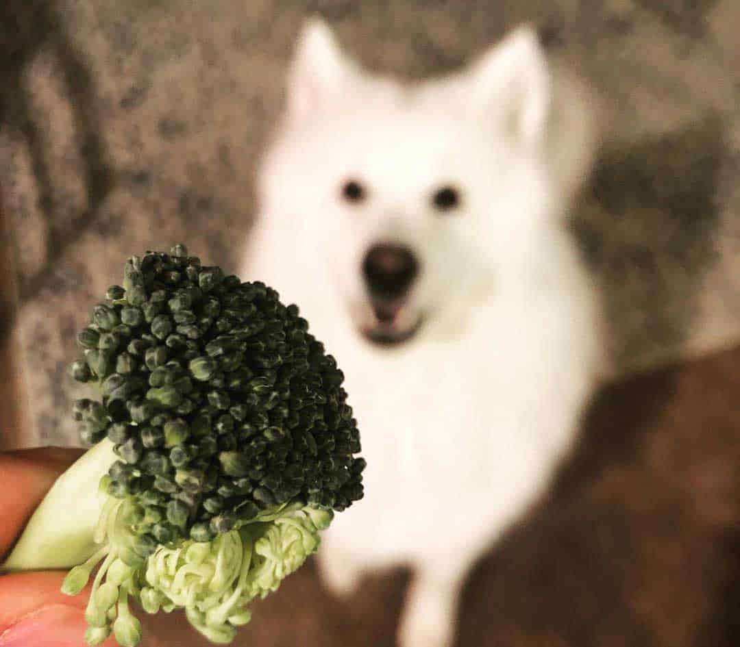 White husky looking up at the raw broccoli piece