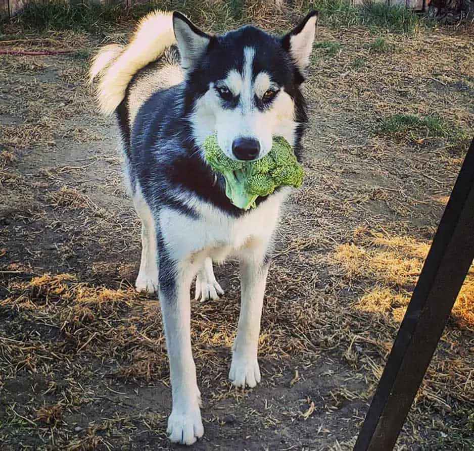 Black and white husky holding a big piece of raw broccoli in the mouth