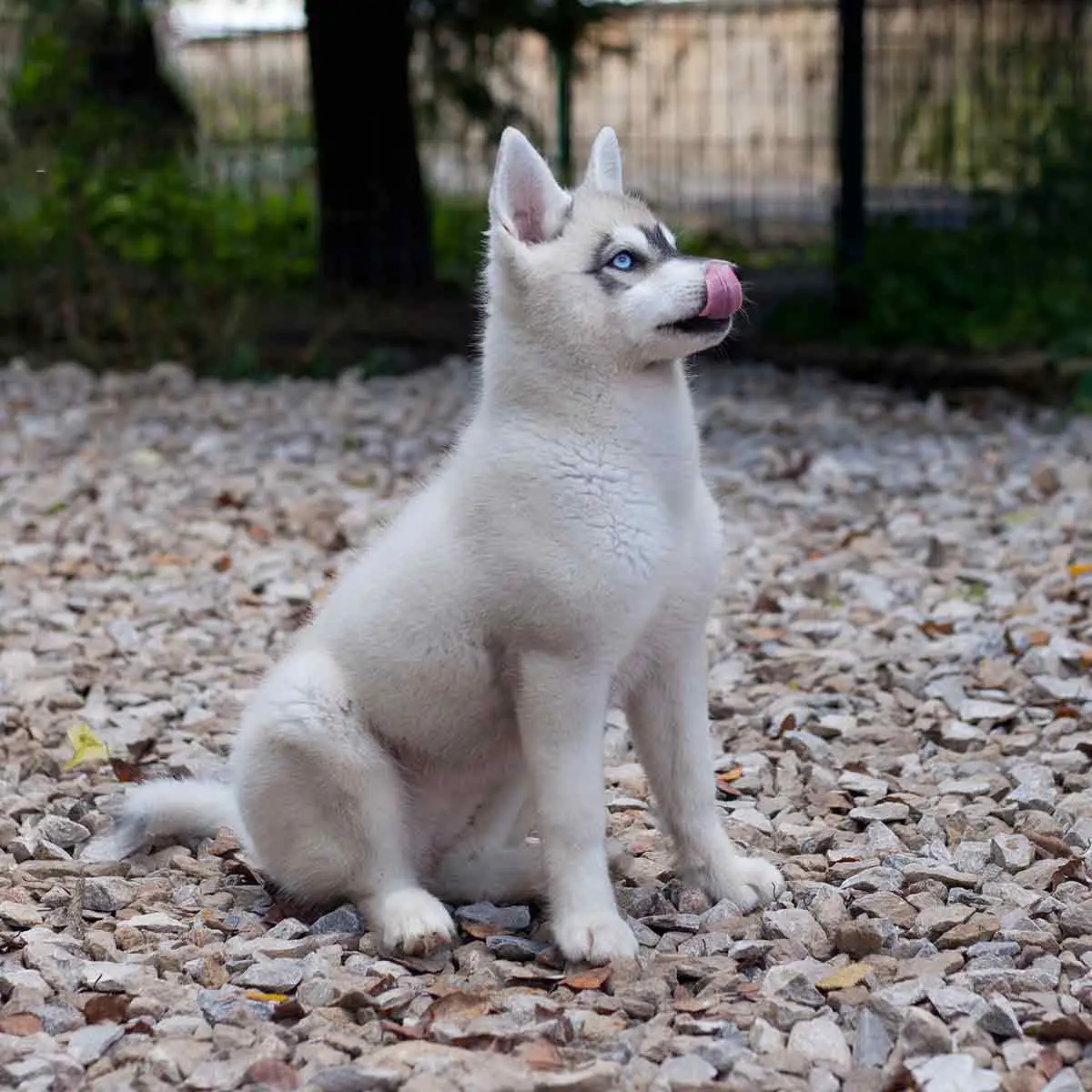 white mini husky outdoor without a leash, sitting and licking his nose