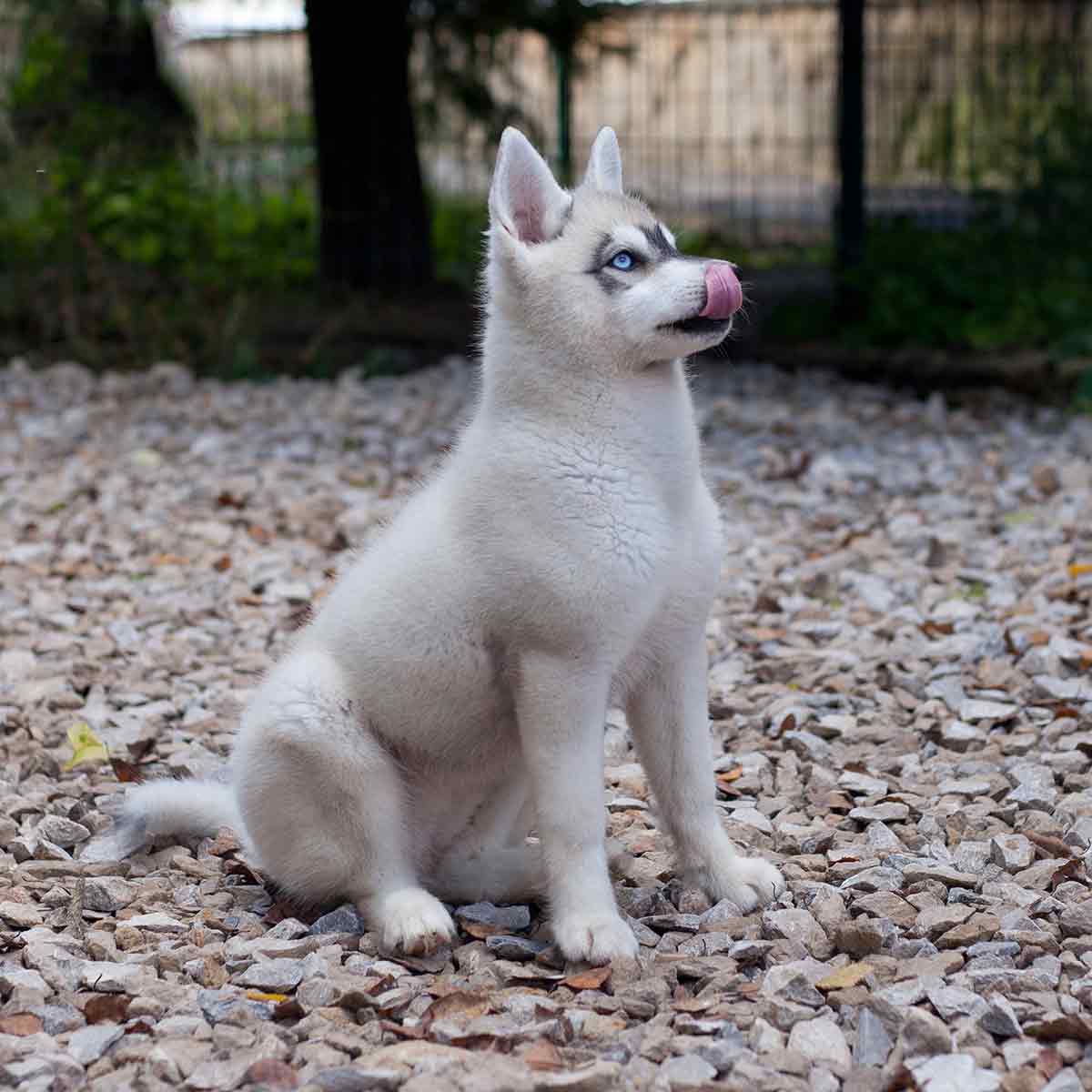 Mini husky licking nose white mini husky outdoor without a leash, sitting and licking his nose