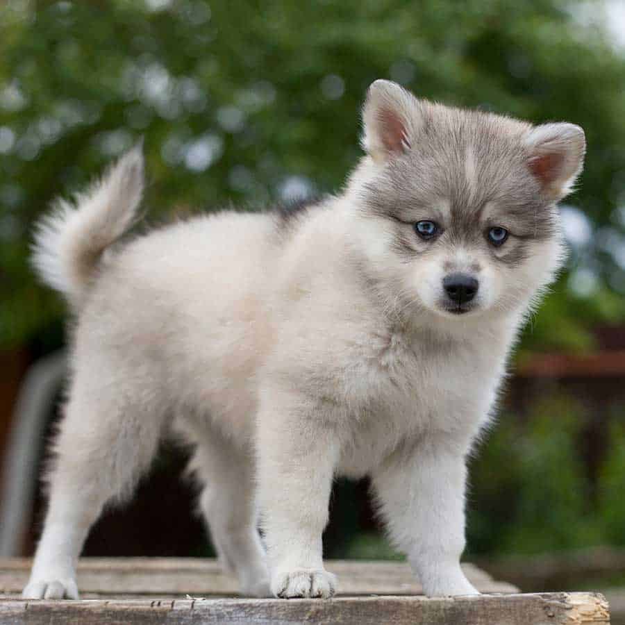 Miniature husky puppy white mini husky with grey face mask