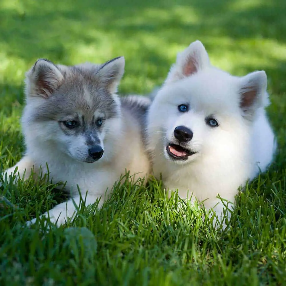 Two mini huskies lying on the grass