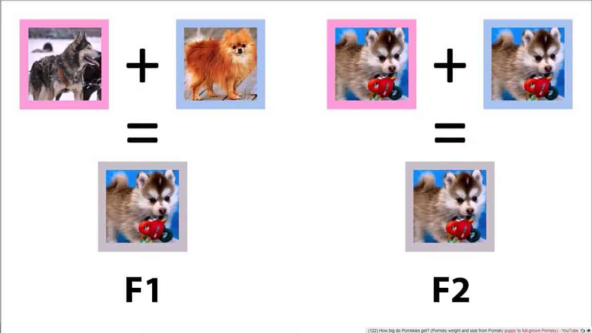Pomsky generation Two types of Pomsky generation: F1 and F2