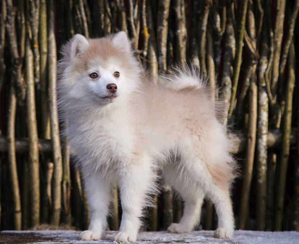 Yellow and white male pomsky puppy 