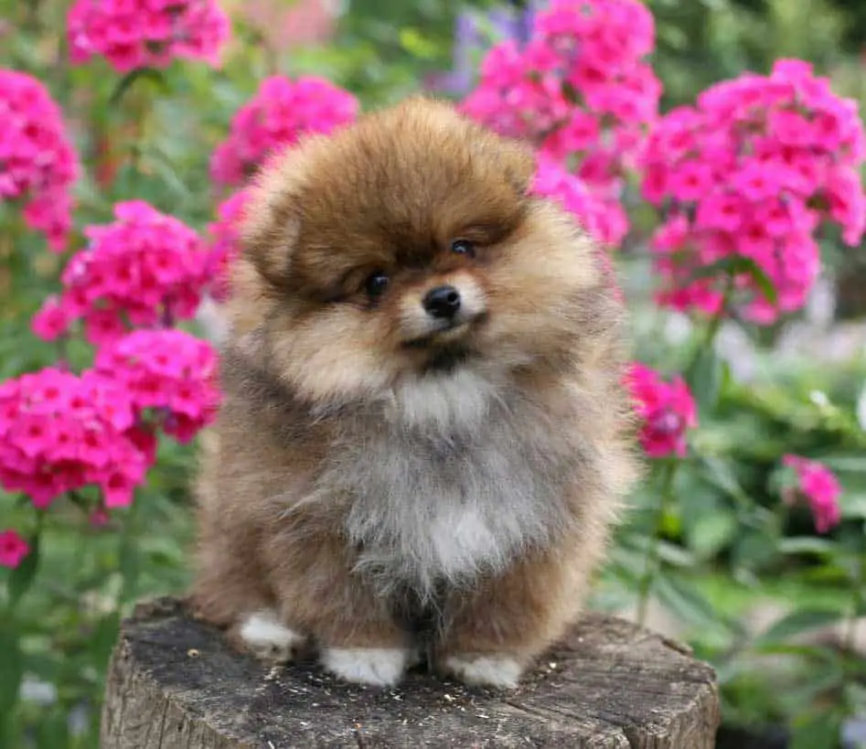 small brown and white pomeranian puppy sitting on the log with bright flowers on the background