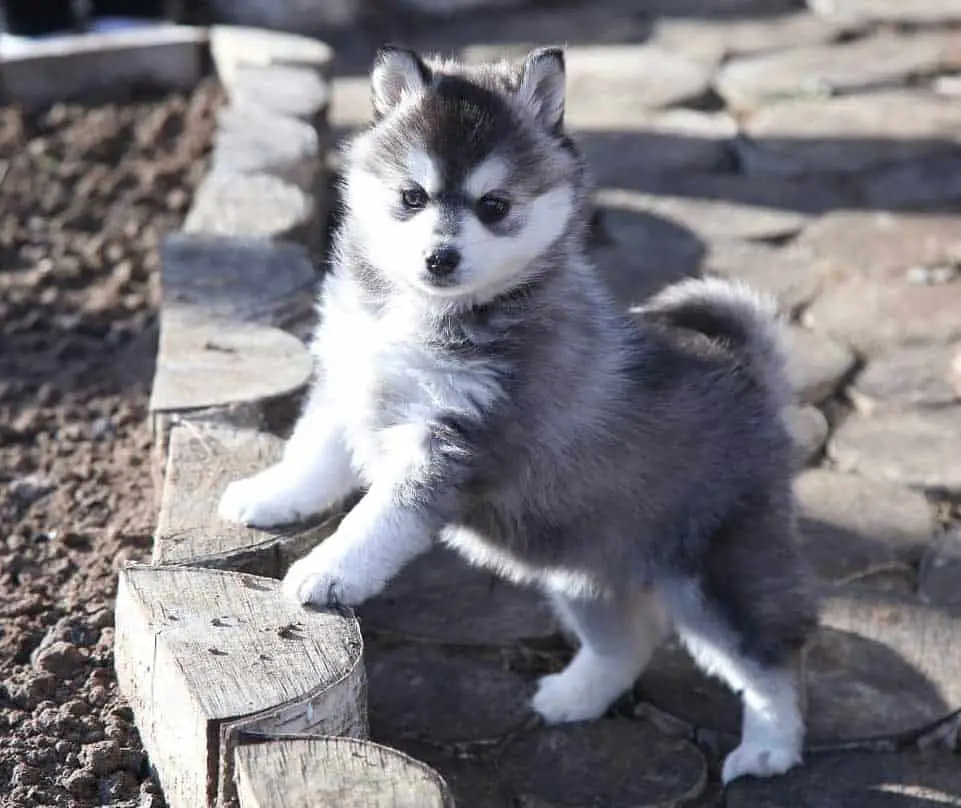 Small black and white first generation pomsky puppy outdoor
