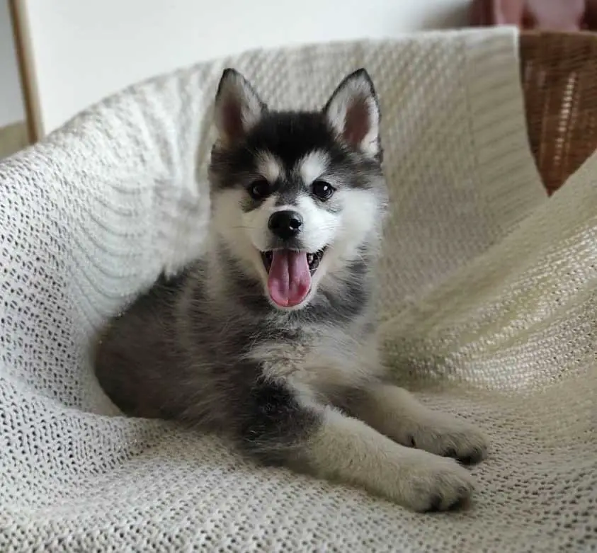 Black and white cute pomsky puppy at the apartment