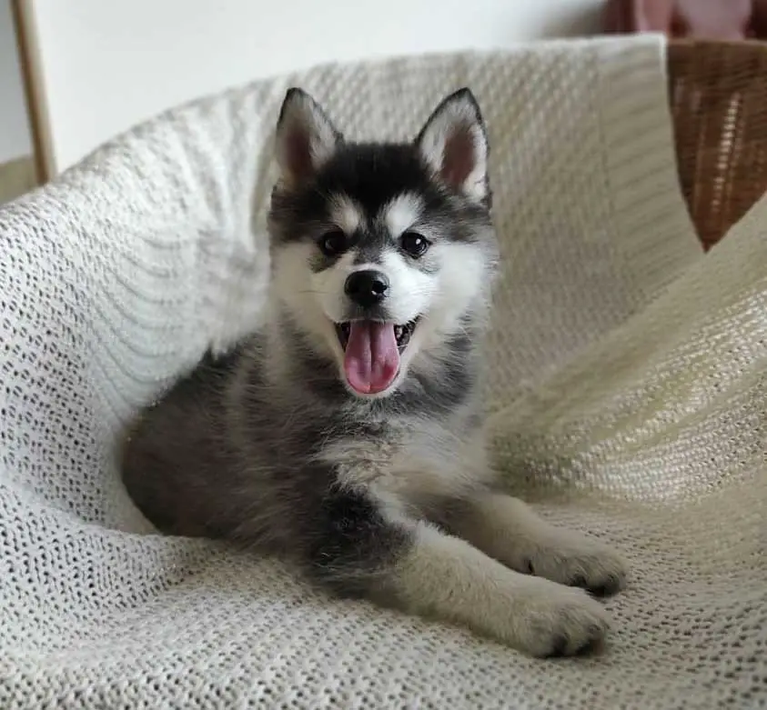 Pomsky-mini-type Black and white cute pomsky puppy at the apartment