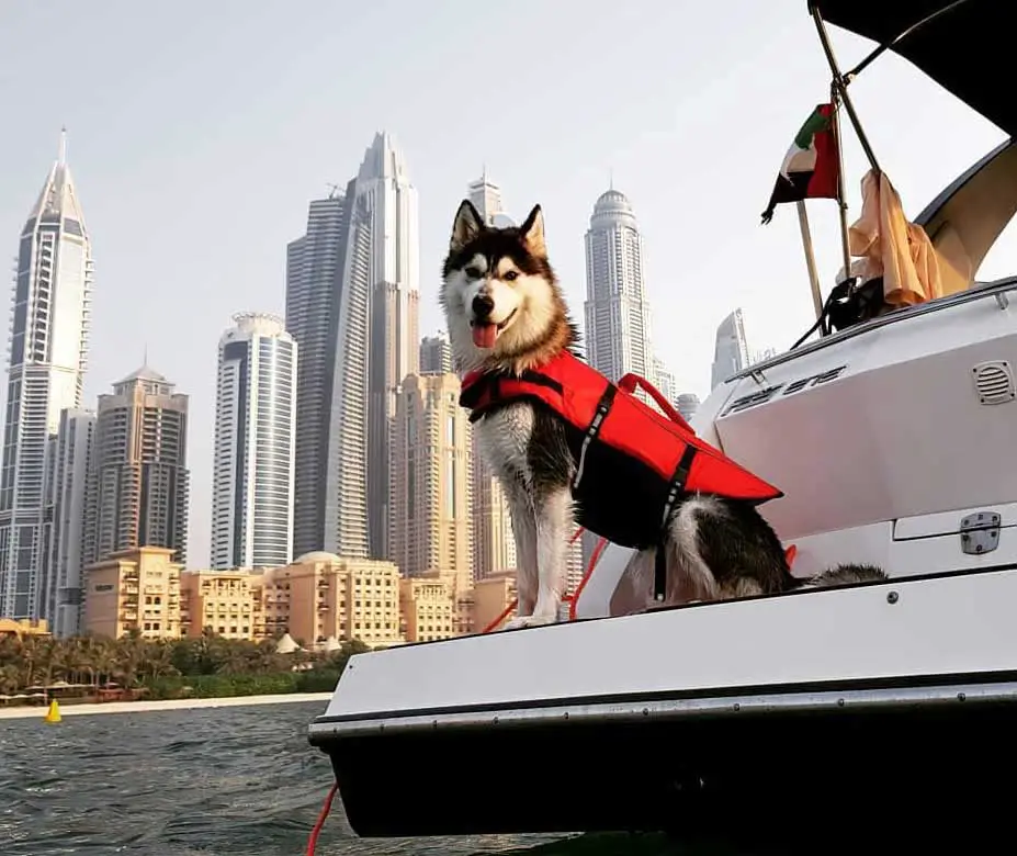 Siberian husmy on the boat in Dubai, wearing red lifejacket