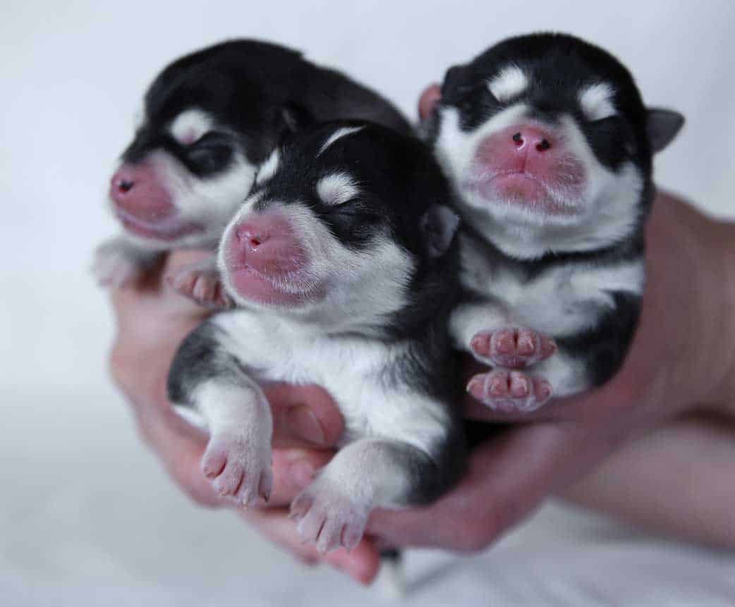 human hand holding three black and white pomsky new born puppies